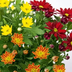 PlantiflorChrysantheme Swifty Topf- Durchmesser 10,5 cm