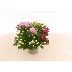 PlantiflorChrysantheme T13 4 Farben