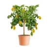 PlantiflorCitrus-Ministamm Topf Durchmesser 20 cm 70-80 cm