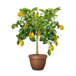 PlantiflorCitrus-Ministamm Topf Durchmesser 20 cm 70-80 cm