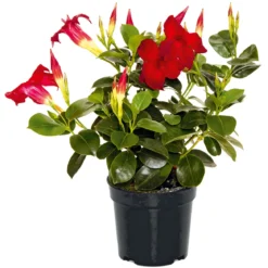 PlantiflorDipladenie Busch T10,5 verschiedene Farben