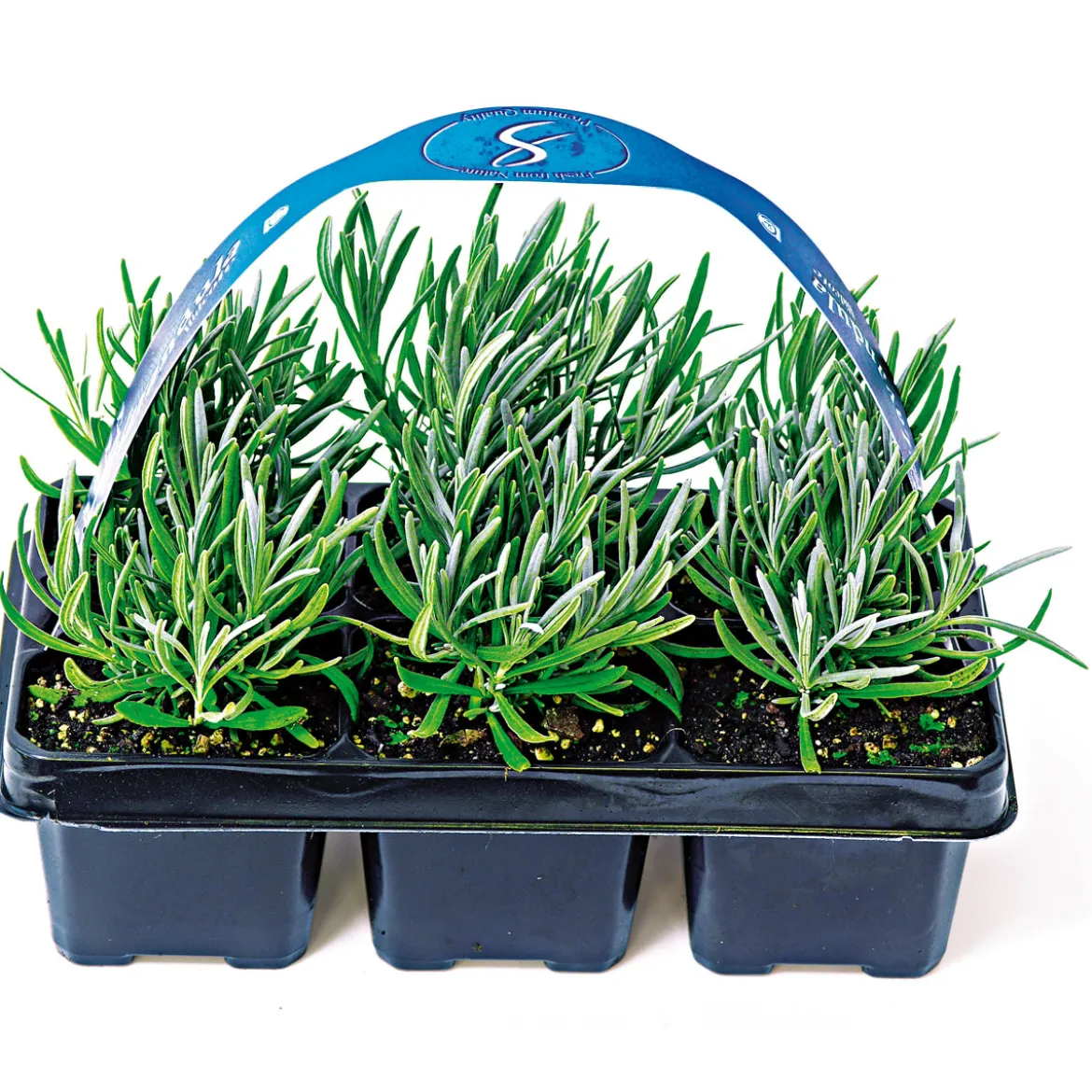Plantiflor Echter Lavendel 6er-Pack