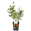 PlantiflorEdel-Duftrose rot Topf 23 cm