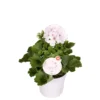 PlantiflorEdelgeranie Topf- Durchmesser 12 cm