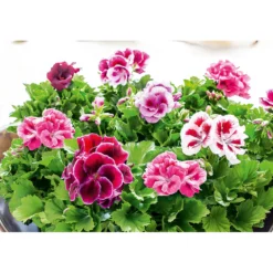 PlantiflorEdelgeranie Topf- Durchmesser 12 cm