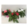 PlantiflorEdellieschen T12 versch Farben