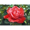 PlantiflorEdelrose rot Topf- Durchmesser 19 cm