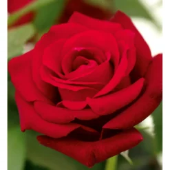 PlantiflorEdelrose rot Topf- Durchmesser 19 cm