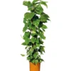 Plantiflor Efeutute Topf Durchmesser 21 cm