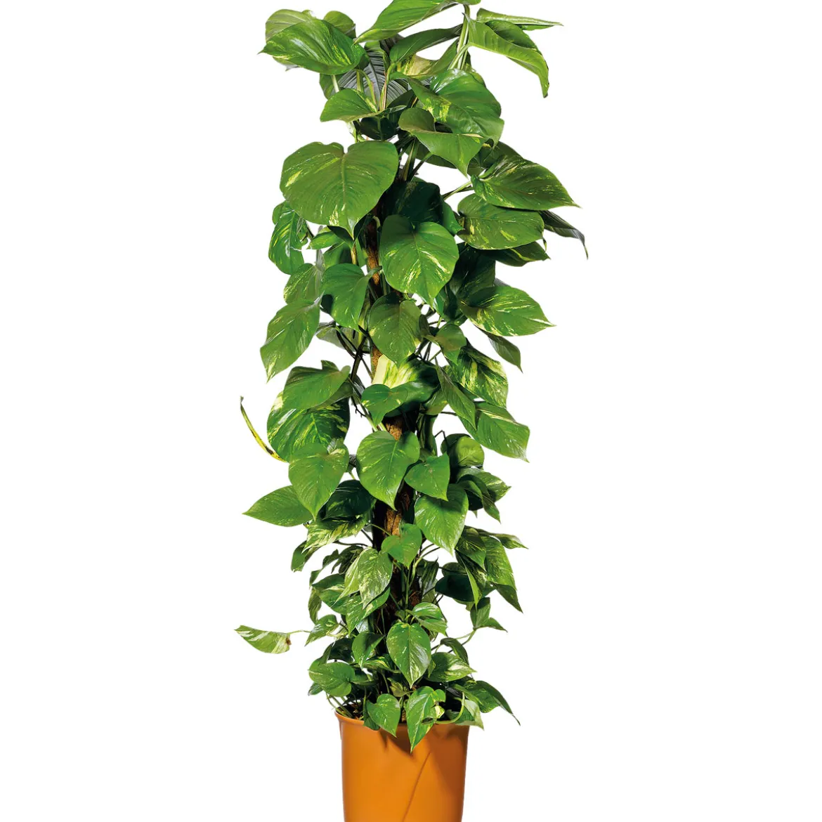 Plantiflor Efeutute Topf Durchmesser 21 cm