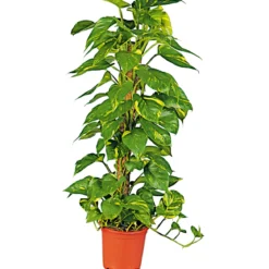 Plantiflor Efeutute Topf Durchmesser 21 cm