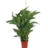 Plantiflor Einblatt 100 cm Topf 21 cm