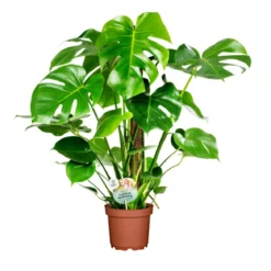 PlantiflorFensterblatt 45-50 cm T 14