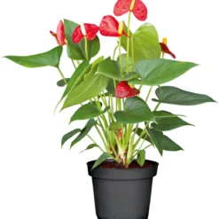 PlantiflorFlamingo-Blume Pink T14