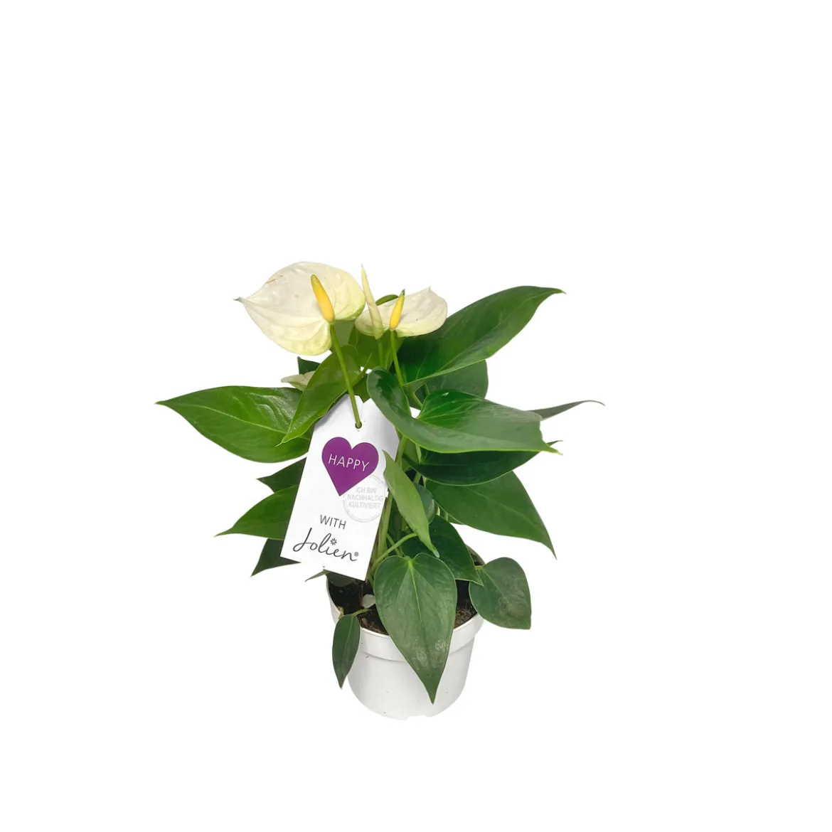 PlantiflorFlamingoblume Ton in Ton Topf- Durchmesser 10,5 cm