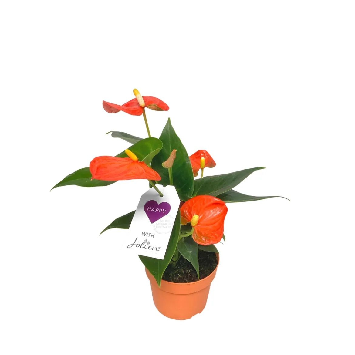 PlantiflorFlamingoblume Ton in Ton Topf- Durchmesser 10,5 cm