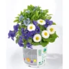 PlantiflorFrühlings-Mix Topf Durchmesser 13 cm