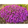 PlantiflorFrühlingsstauden Topf Durchmesser 11 cm