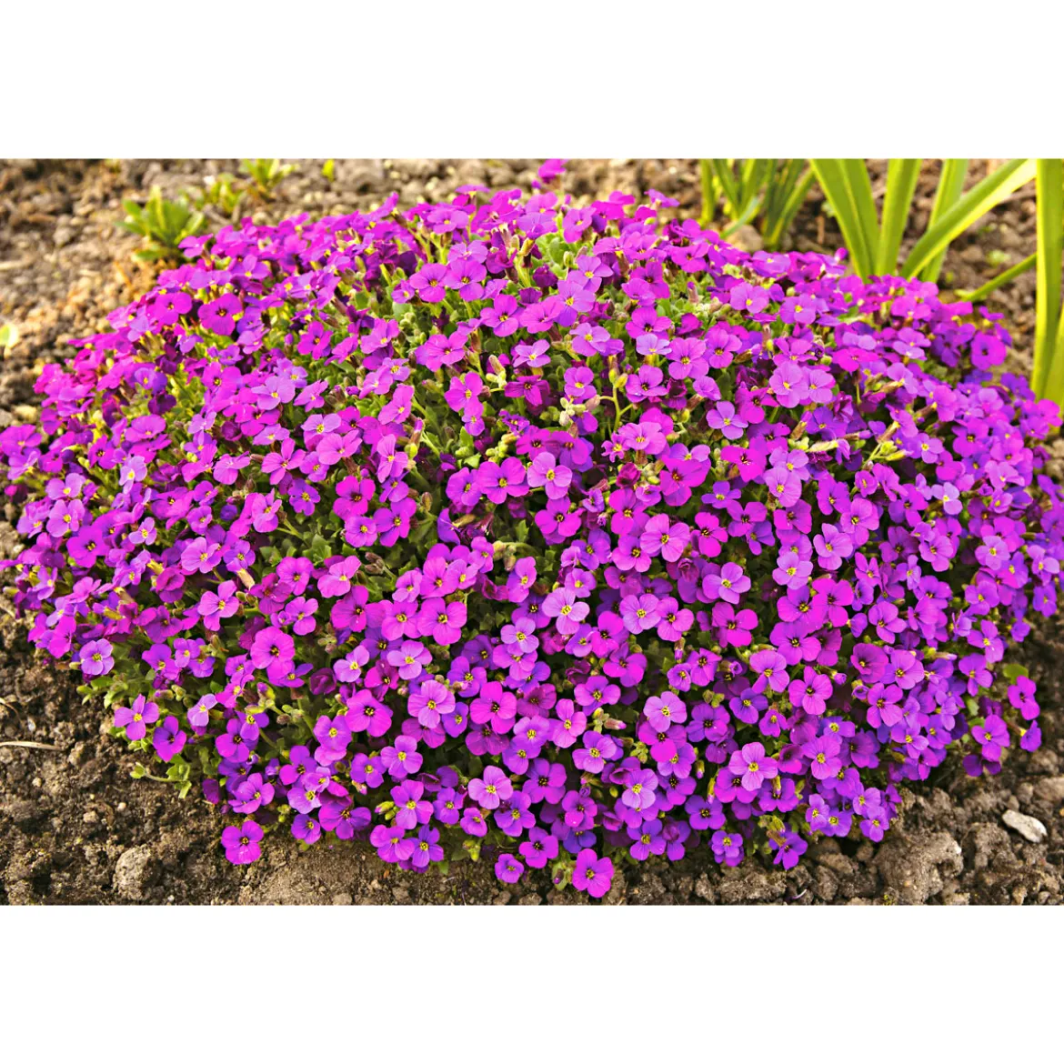 PlantiflorFrühlingsstauden Topf Durchmesser 11 cm