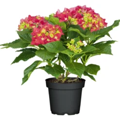 PlantiflorGartenhortensie Macrophylla Topf- Durchmesser 17 cm