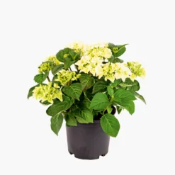 PlantiflorGartenhortensie Topf Durchmesser 23 cm