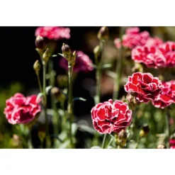 PlantiflorGarten-Nelke Topf Durchmesser 12 cm
