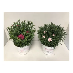 PlantiflorGartennelke verschiedene Farben T17