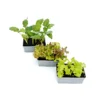 PlantiflorGemüsejungpflanzen 6er-Pack