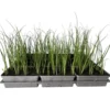 Plantiflor Gemüsejungpflanze Porre/Lauch 6er-Tray