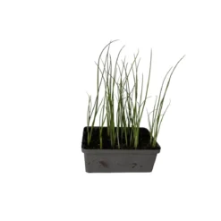 Plantiflor Gemüsejungpflanze Porre/Lauch 6er-Tray