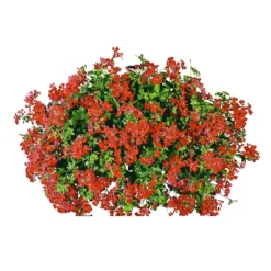 PlantiflorGeranie hängend im Topf Durchmesser 10,5 cm