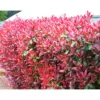 PlantiflorGlanzmispel Red Robin im Topf Durchmesser 17 cm