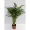 Plantiflor Goldfruchtpalme Topf Durchmesser 24 cm