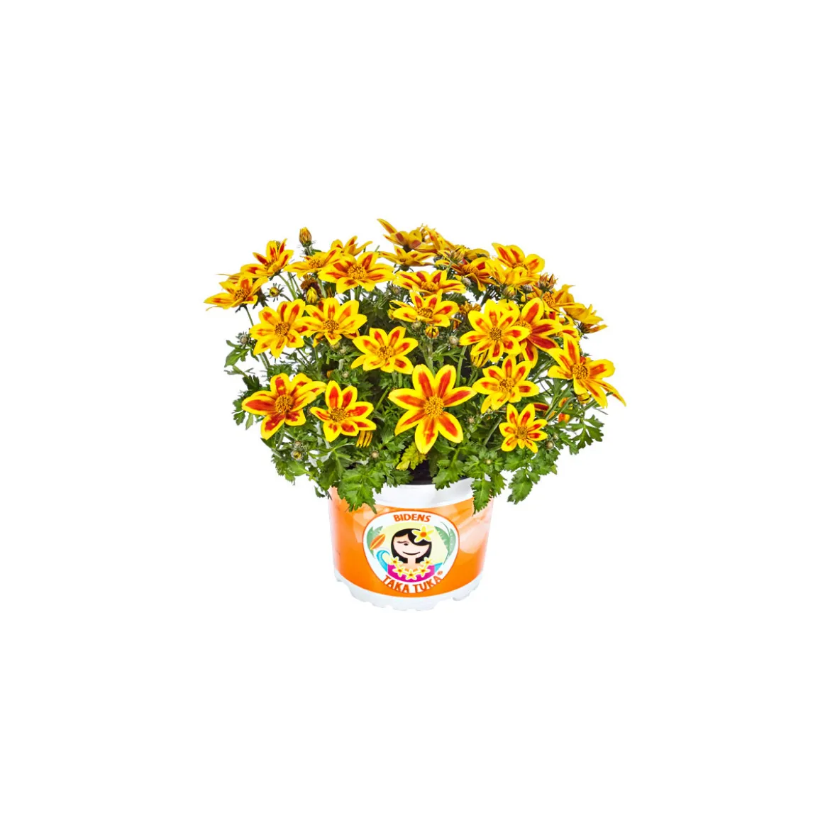 PlantiflorGoldmarie Taka Tuka Topf Durchmesser 12 cm