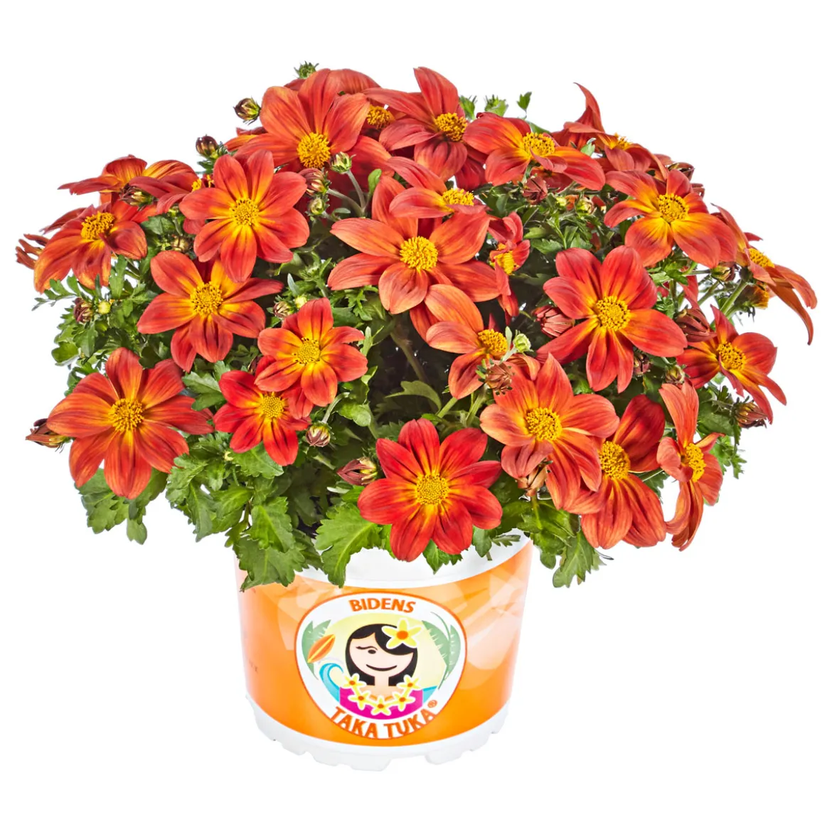 PlantiflorGoldmarie Taka Tuka Topf Durchmesser 12 cm