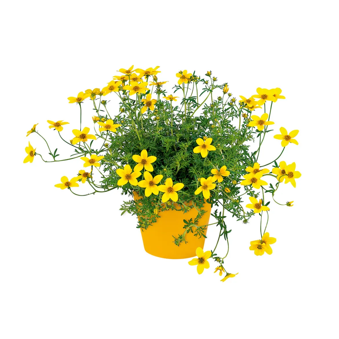 PlantiflorGoldmarie Topf Durchmesser 13 cm