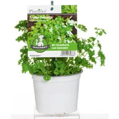Plantiflor Gourmetkräuter Aroma-Petersilie Topf Durchmesser 12 cm
