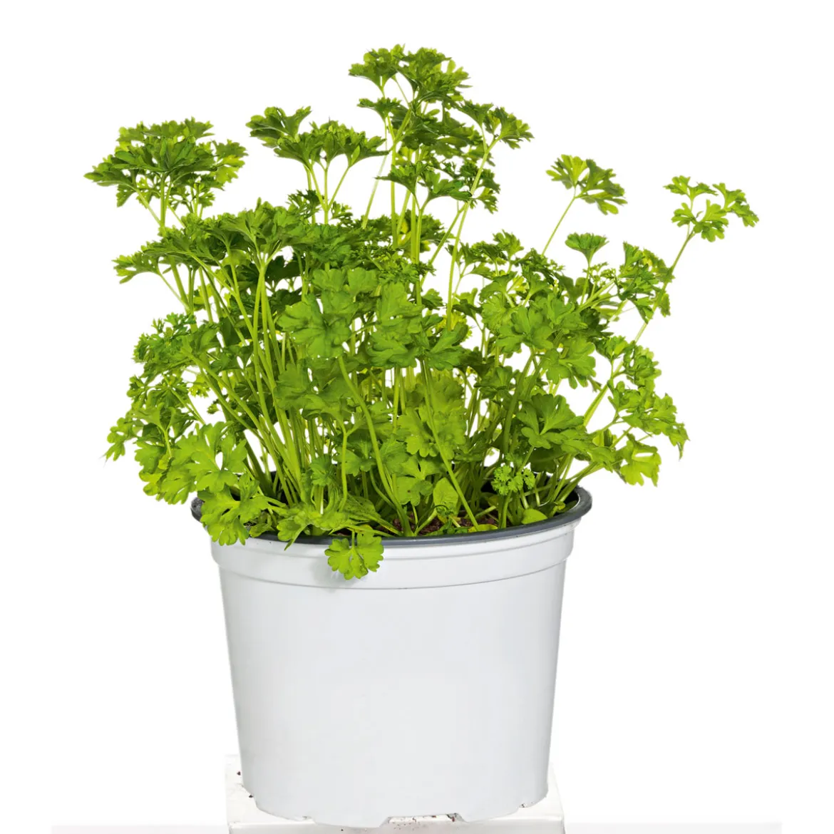 Plantiflor Gourmetkräuter Aroma-Petersilie Topf Durchmesser 12 cm