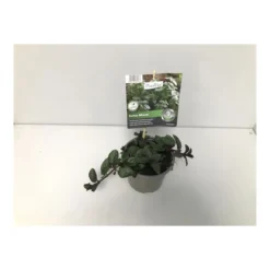Plantiflor Gourmetkräuter Echte Minze Topf Durchmesser 12 cm