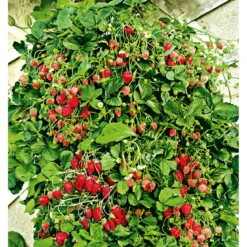 PlantiflorGourmetkräuter Klettererdbeere Topf 12 cm