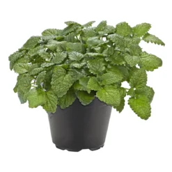 PlantiflorGourmetkräuter Melisse im Topf Durchmesser 12 cm