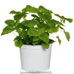 PlantiflorGourmetkräuter Melisse im Topf Durchmesser 12 cm