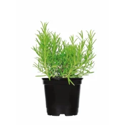 PlantiflorGourmetkräuter Rosmarin Topf Durchmesser 12 cm