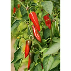 Plantiflor Gourmet Türkische Gewürzpaprika Sumher F1 rot T11