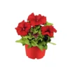 PlantiflorGroßblumige Petunie verschiedene Farben Topf Durchmesser 10,5 cm