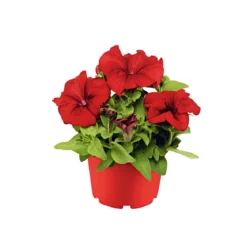 PlantiflorGroßblumige Petunie verschiedene Farben Topf Durchmesser 10,5 cm