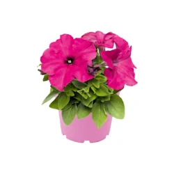 PlantiflorGroßblumige Petunie verschiedene Farben Topf Durchmesser 10,5 cm