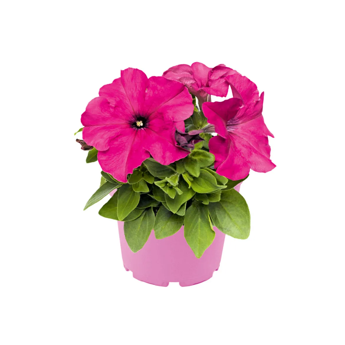 PlantiflorGroßblumige Petunie verschiedene Farben Topf Durchmesser 10,5 cm