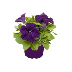PlantiflorGroßblumige Petunie verschiedene Farben Topf Durchmesser 10,5 cm