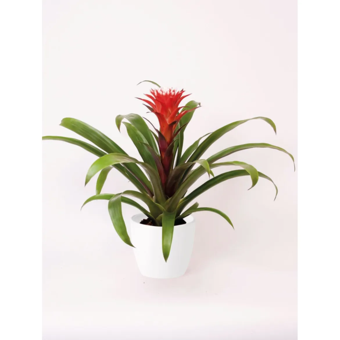 Plantiflor Guzmania El Cope 30-40 cm T12